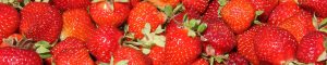 Erdbeeren - selber pflücken im Lüscherhof in Wettingen