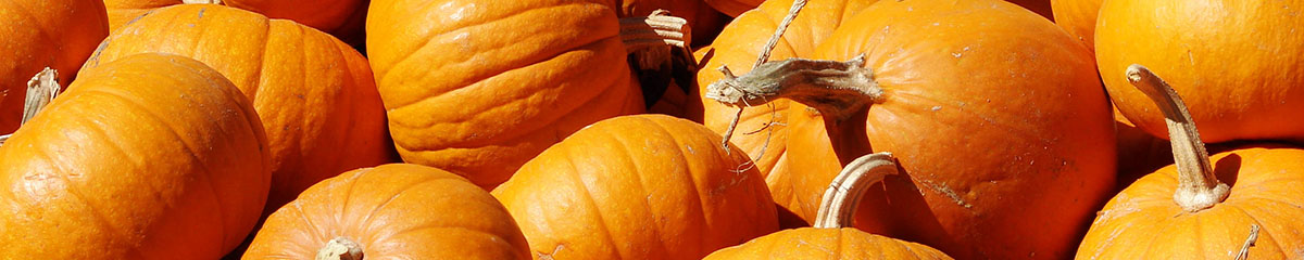 Kürbisse - der Herbstbote frisch vom Lüscherhof