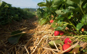 Erdbeeren selber pflücken - Mmmmh