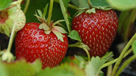 Erdbeere Malwina