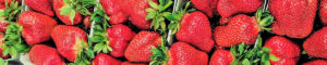 Erdbeeren - selber pflücken im Lüscherhof in Wettingen